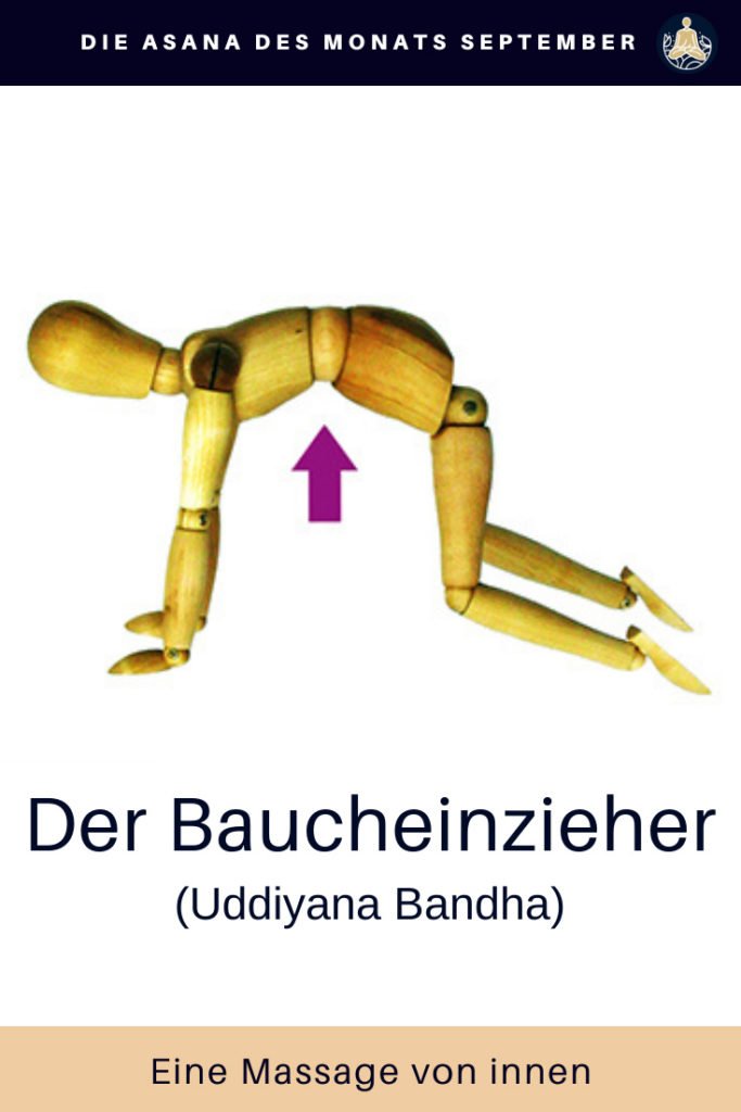 Der Baucheinzieher oder Uddiyana Bandha massiert von innen, bringt die inneren Organe wieder in Ordnung und strafft nebenher auch noch eure Bauchdecke