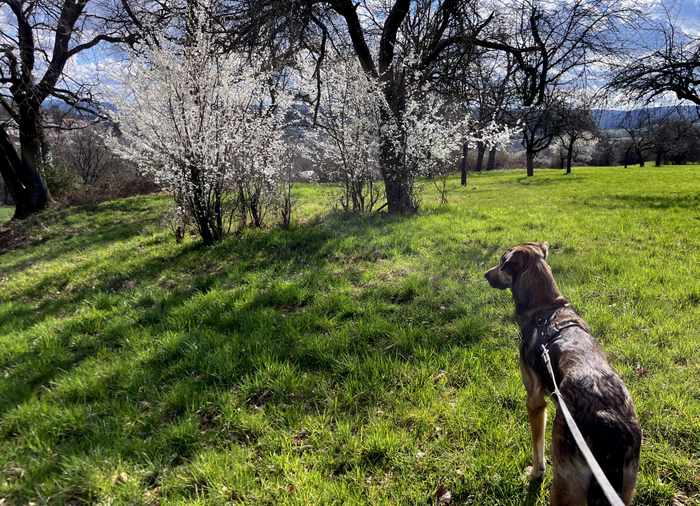 Monatsglück im Frühling