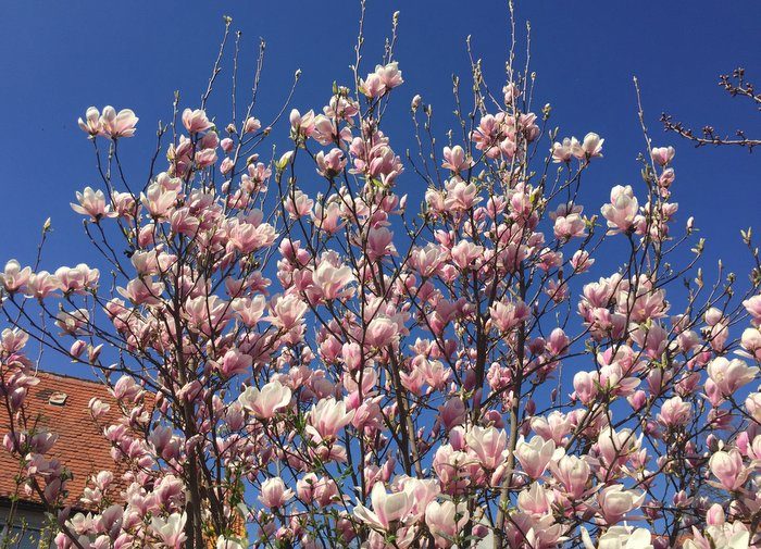 Magnolien im Frühling