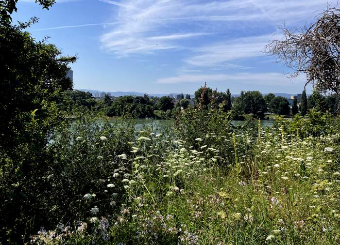 Rhein bei Basel