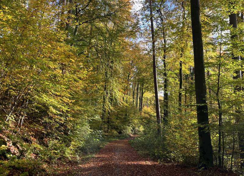 joggen durch den wald