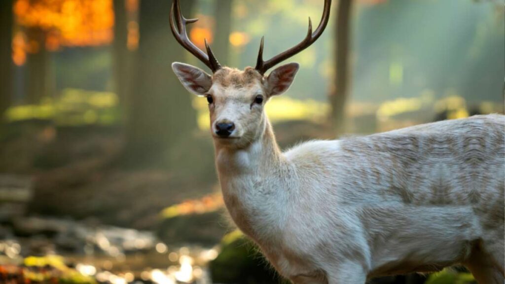 Der weiße Hirsch zur Wintersonnenwende